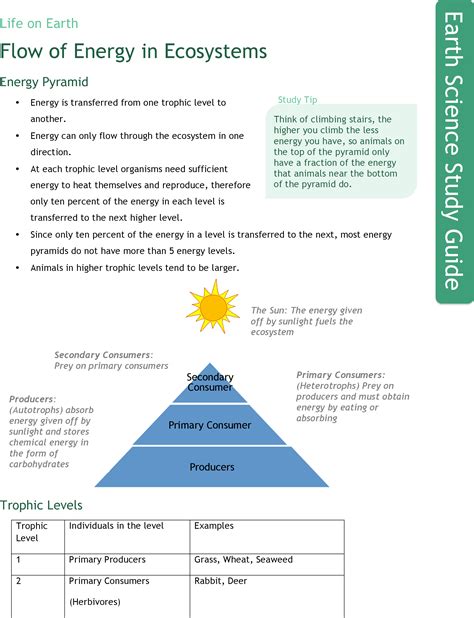 Energy Flow Through The Ecosystem Worksheet