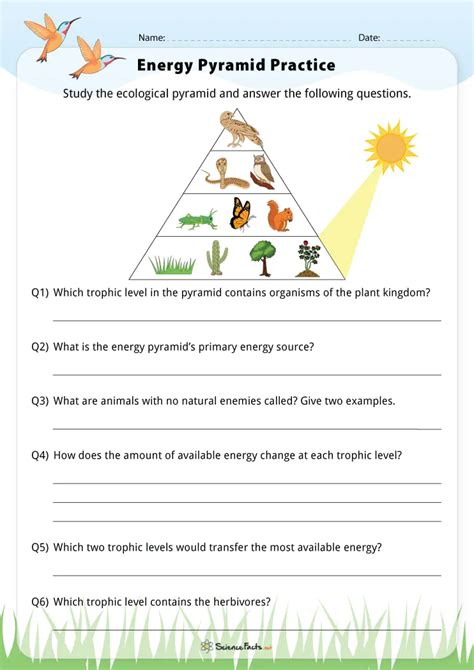 Energy Pyramid Practice Worksheet