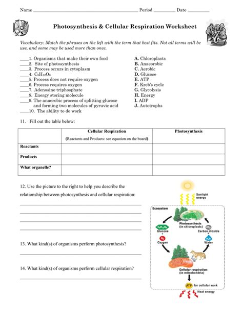 Energy Photosynthesis And Cellular Respiration Worksheet Answer Key