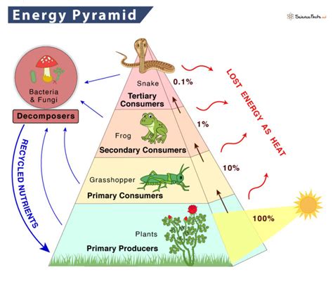 Navigating the Feats of Energy Flow: A Comprehensive Guide to Energy Pyramid Definition in the World of Science