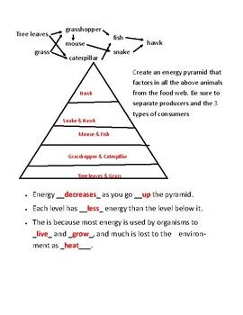Energy Pyramids Tying It All Together Worksheet Answers