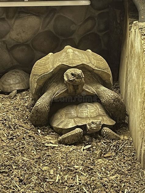 Engaging With the Tortoises