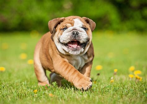 Engelse Bulldog Puppy
