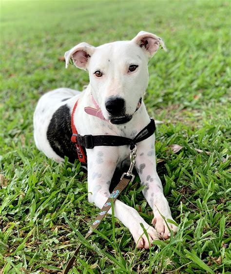 English Bull Terrier Cross Dalmatian: A Unique And Lovable Breed