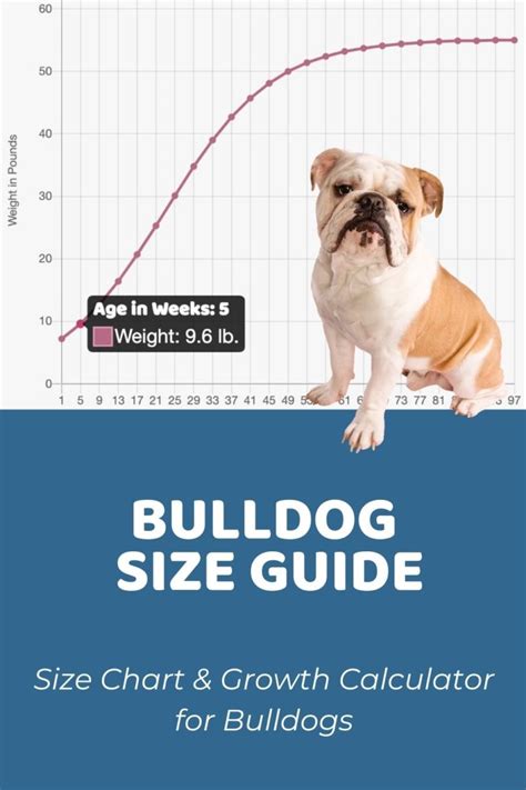 English Bulldog Size Chart