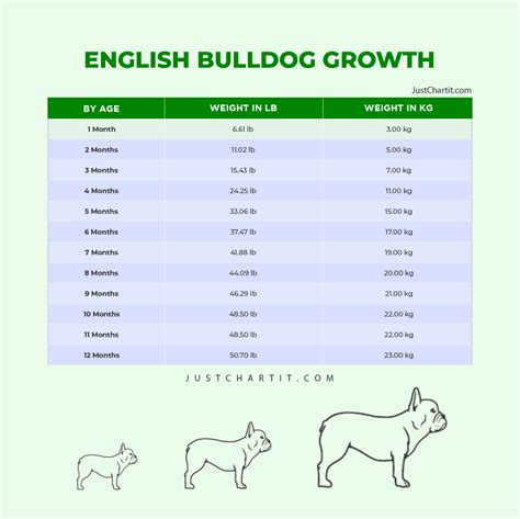 Growth English bulldog Puppy weight chart English bulldog