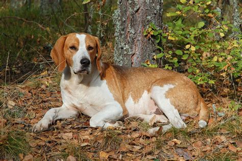 English Foxhound [Ultimate Guide Personality, Health, Trainability & More]