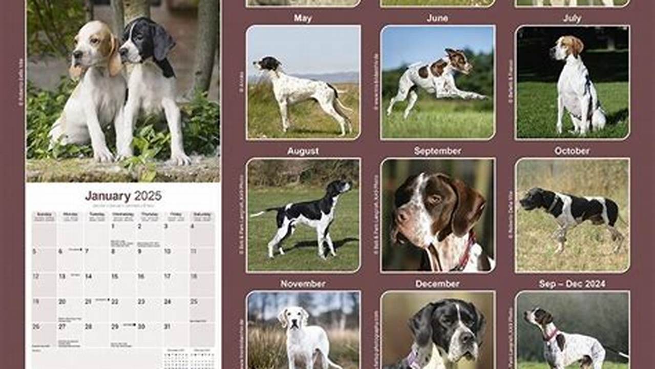 English Pointer Calendar 2025