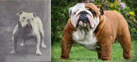Dogs Before Selective Breeding Here's What They Looked Like