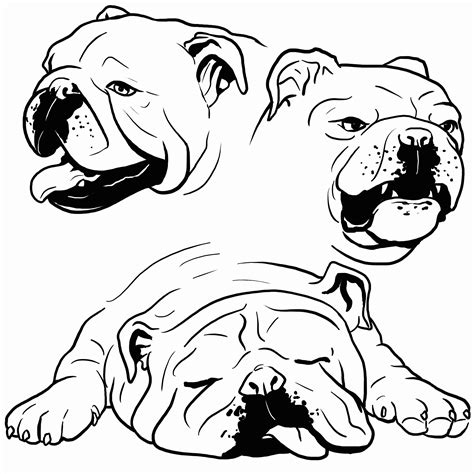 English Bulldog Coloring Pages Printable