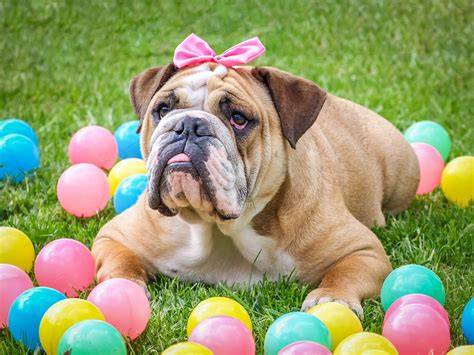 English Bulldog Easter
