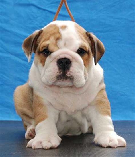27+ Bulldog Puppies For Sale Buffalo Ny Picture Bleumoonproductions