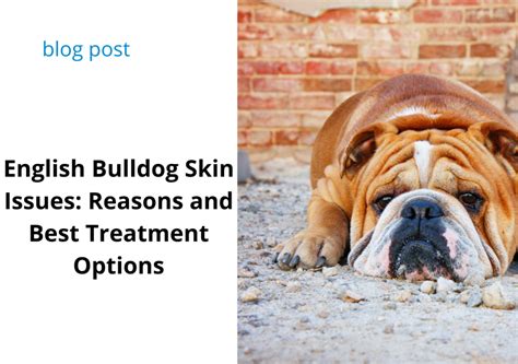 Unravel the Mysteries of English Bulldog Skin Issues: A Comprehensive Guide to Understanding and Overcoming Common Canine Dermatological Dilemmas
