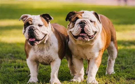 English Bulldogs Health