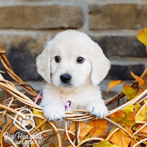 English Cream Golden Retriever Poodle Mix: A Perfect Companion For Pet
Lovers In 2023