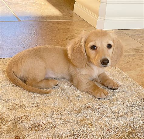English Cream Miniature Dachshund Puppies For Sale Crème of the Crop