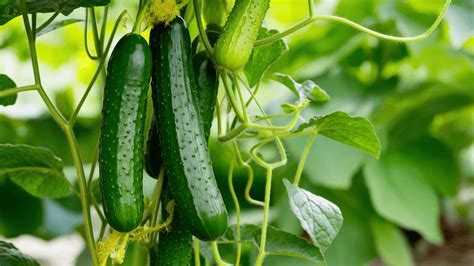 English Cucumber Plants