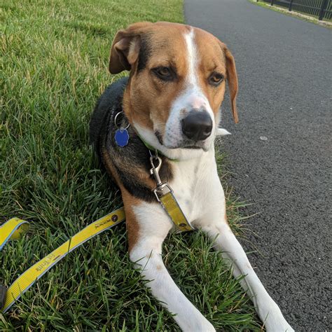Paulie the beagle fox hound mix The fox and the hound, Beagle mix, Pets