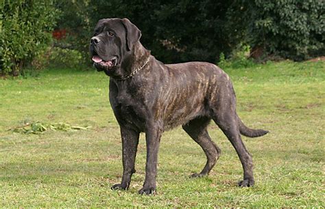 10 Best Mastiff Dog Names