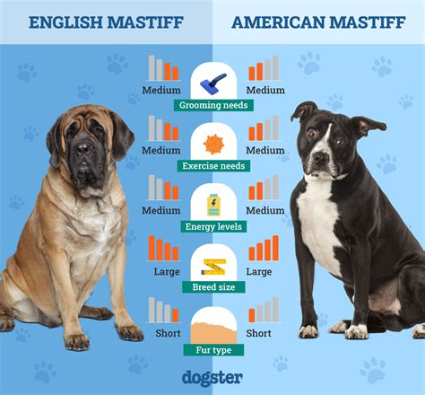 English Mastiff Size Comparison To Human