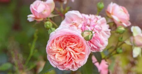 English Roses (David Austin Roses)