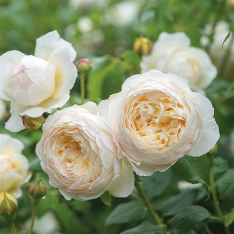 English White Roses David Austin
