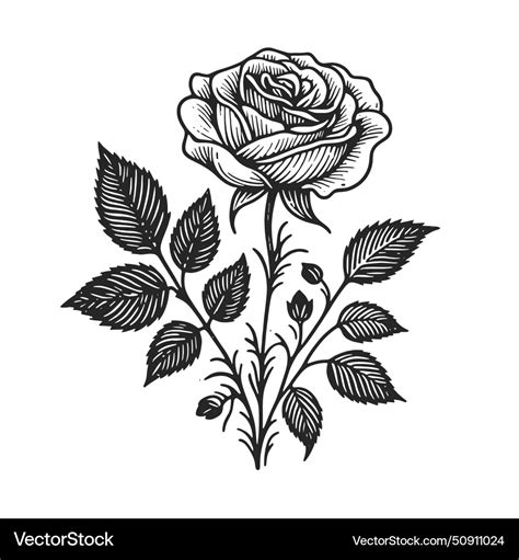 Engraved Rose