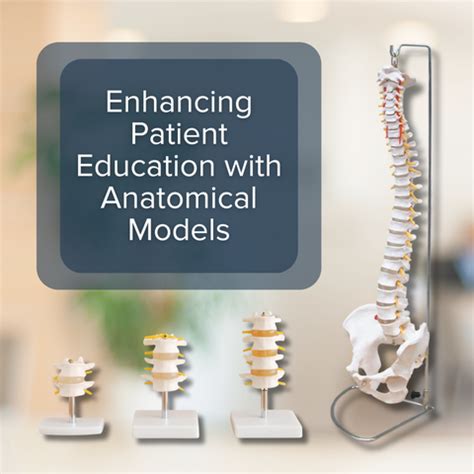 Enhancing Anatomical Understanding