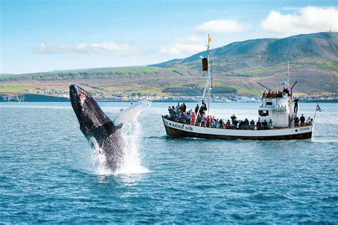 Enhancing Whale Watching
