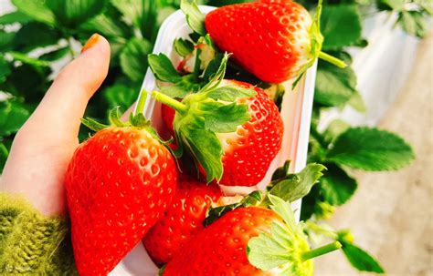 Enjoy Local Strawberries Anytime