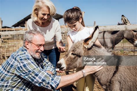 Enjoying Donkey Farm