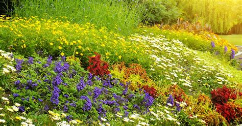 Enjoying July Flowers
