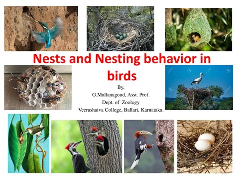 Environmental Conditions and Nesting Behavior