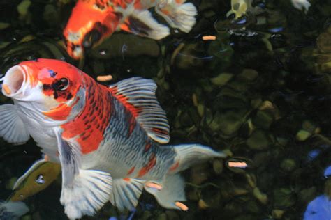 Environmental Conditions for Koi Fish