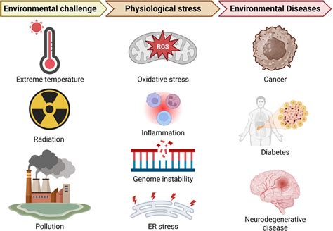 Environmental Factors and Stress