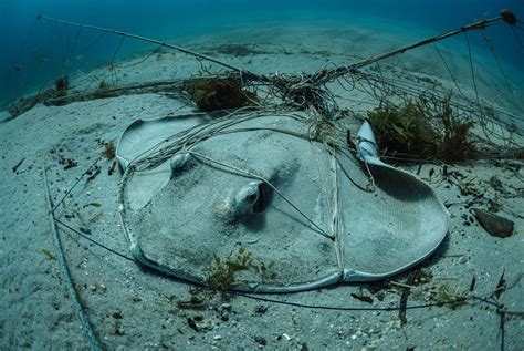 Environmental Impact Manta Ray