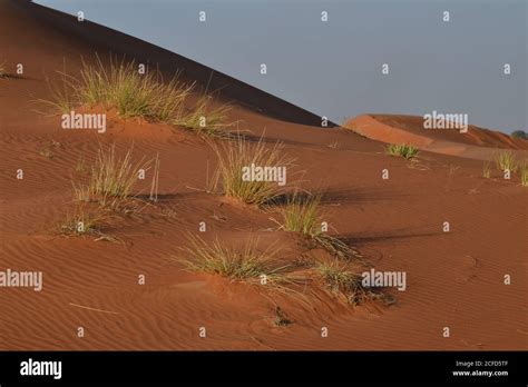 Environmental Impact Sand Dunes