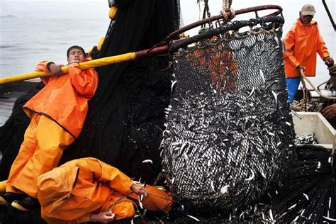 Environmental Impact of Fish Hunting Image