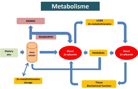 Madu sebagai Enzim Penyempurna Metabolisme