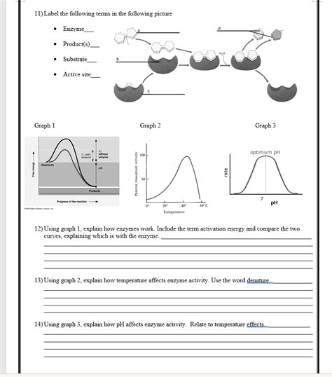 Enzyme Worksheet Biology Answers - Promotiontablecovers