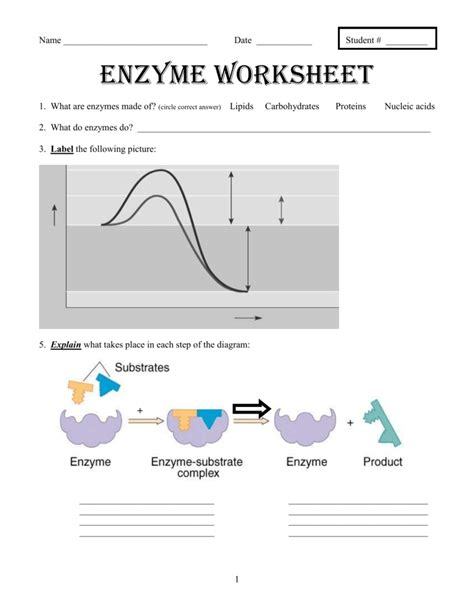 Enzymes Worksheet Answer Key — db-excel.com