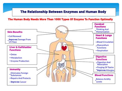 Enzymes in the body