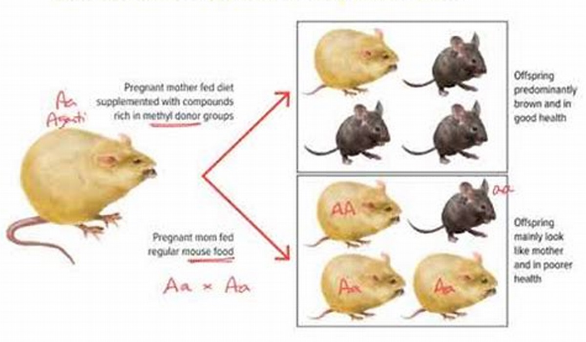 Epigenetics in Mice