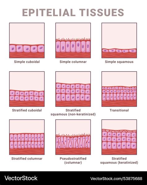 Epithelial Tissue: Types & Essential Functions