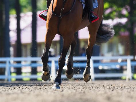 Horse Shows SCDCTA Recognized Charleston SC MIDDLETON PLACE