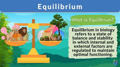 Understanding Equilibrium: Definition and Importance in Biology