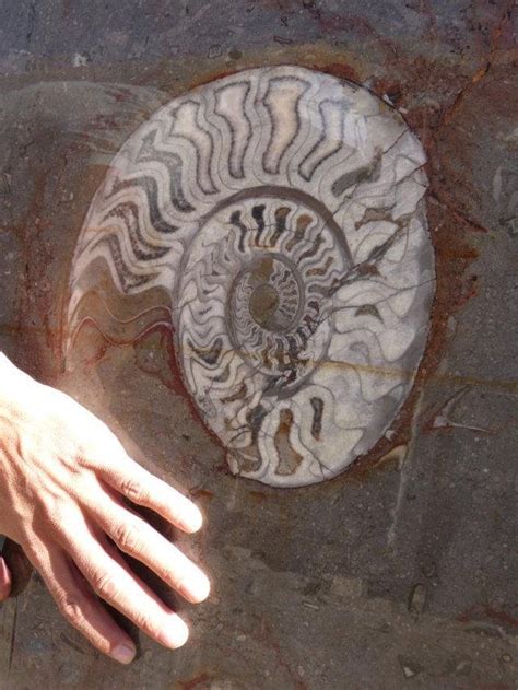 Erfoud Morocco Fossil