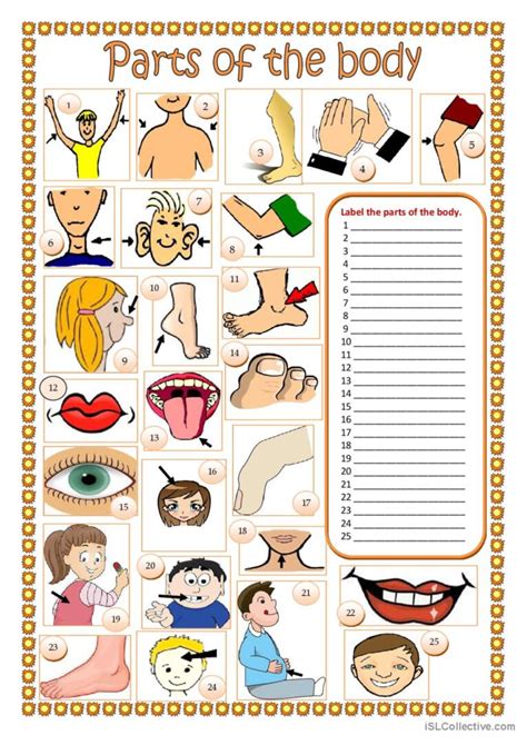 Esl Body Parts Worksheet