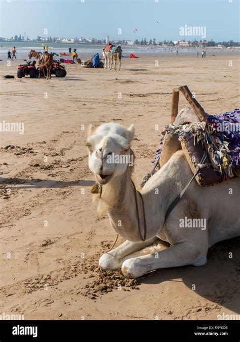 Essaouira beach camel