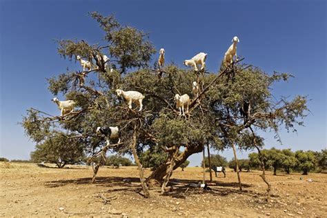 Essaouira goat tree